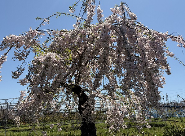 東谷山フルーツパークのシダレサクラ祭(2026年4月8日)