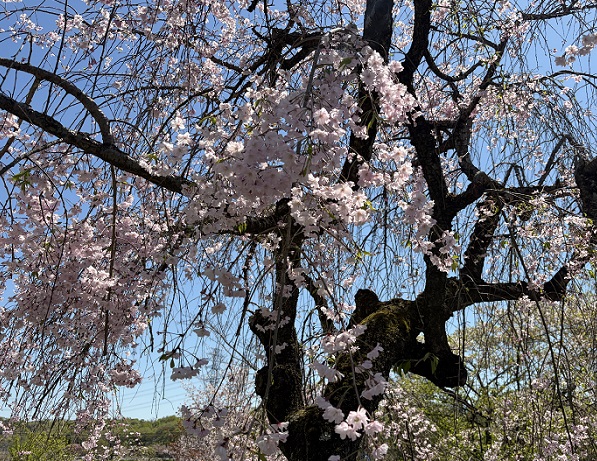 東谷山フルーツパークのシダレサクラ祭(2026年4月8日)