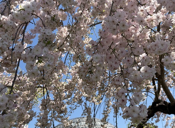 東谷山フルーツパークのシダレサクラ祭(2026年4月8日)