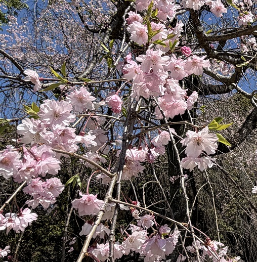 東谷山フルーツパークのシダレサクラ祭(2026年4月8日)