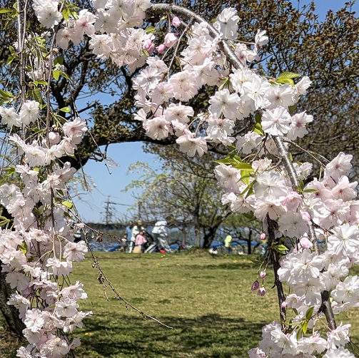 東谷山フルーツパークのシダレサクラ祭(2026年4月8日)