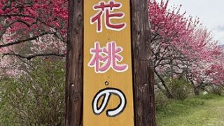 長野県阿智村月川温泉郷の花桃の里（2026年4月19日満開）