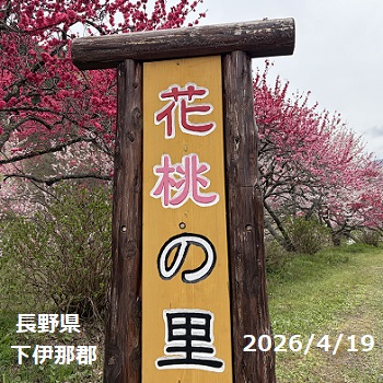 長野県阿智村月川温泉郷の花桃の里（2026年4月19日満開）