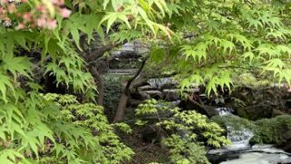 4月5日の徳川園の青もみじ