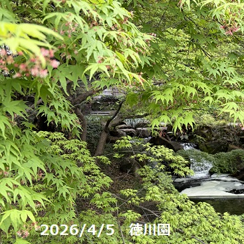 4月5日の徳川園の青もみじ