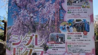 東谷山フルーツパークのシダレサクラ祭（2026年4月8日）