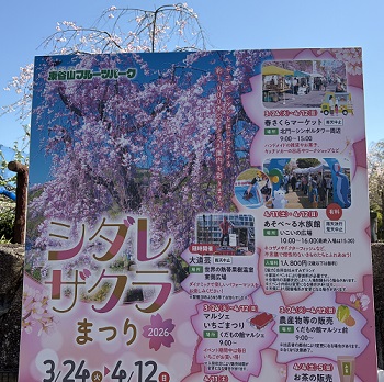 東谷山フルーツパークのシダレサクラ祭（2026年4月8日）