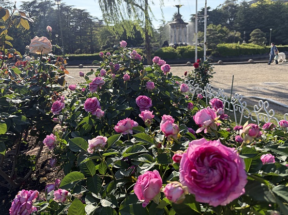 鶴舞公園（名古屋市昭和区）のバラ（2026年5月7日）