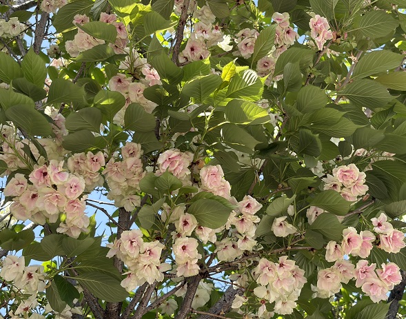 八重桜のカンザン