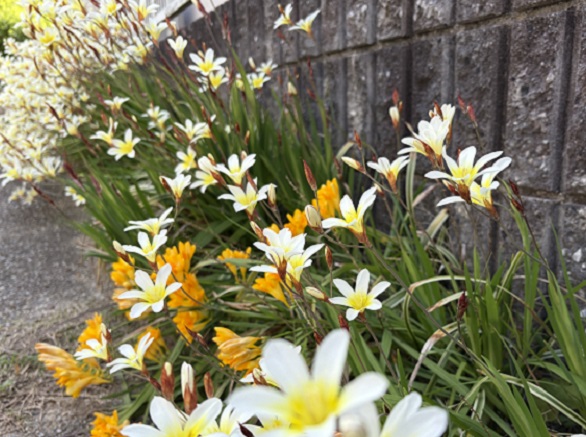 イキシアとフリージア