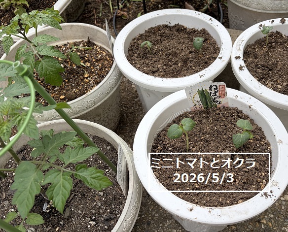 家庭園芸(2026年春)
