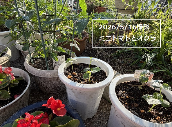 家庭園芸(2026年春)