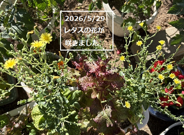 家庭園芸(2026年春)