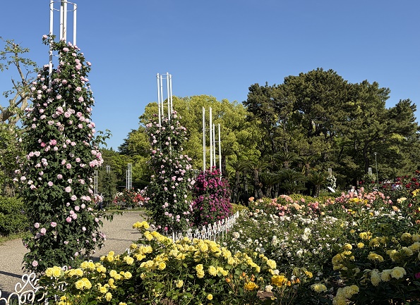 鶴舞公園（名古屋市昭和区）のバラ（2026年5月7日）