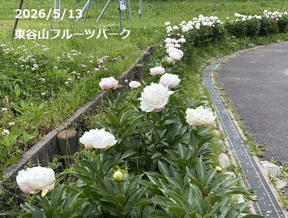 東谷山フルーツパーク（名古屋市守山区）のシャクヤク（2026年5月13日）