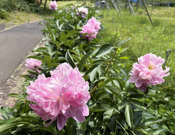 東谷山フルーツパーク（名古屋市守山区）のシャクヤク（2026年5月13日）
