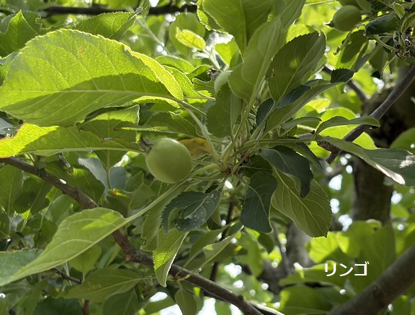 東谷山フルーツパーク（名古屋市守山区）
