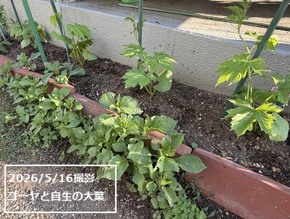 家庭園芸(2026年春)