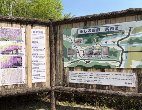 藤岡の藤の回廊（豊田市御作町）2026年5月2日