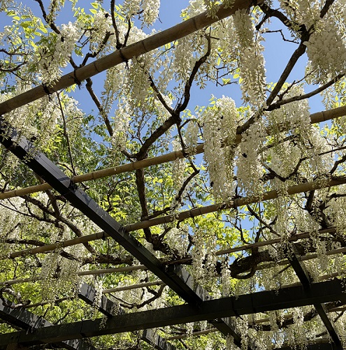 藤岡の藤の回廊（豊田市御作町）2026年5月2日