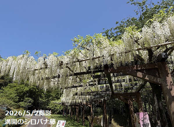 藤岡の藤の回廊（豊田市御作町）2026年5月2日