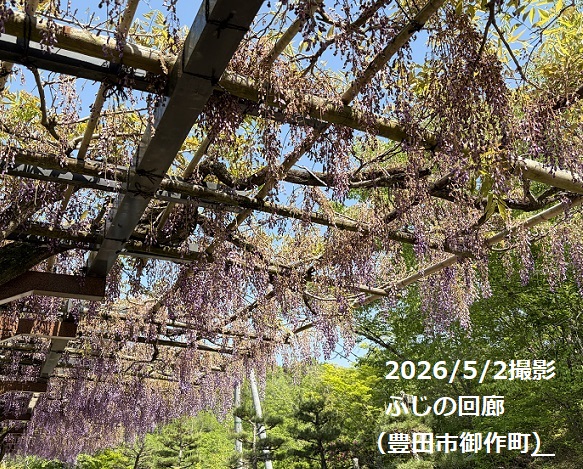 藤岡の藤の回廊（豊田市御作町）2026年5月2日