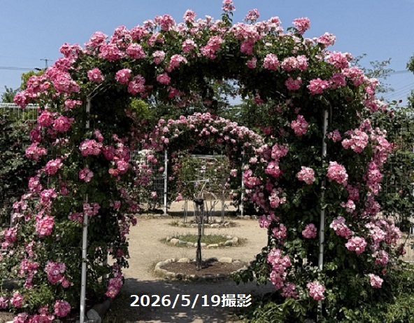 王子バラ園(愛知県春日井工場)2026年5月19日撮影