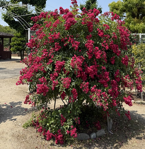 王子バラ園(愛知県春日井工場)2026年5月19日撮影