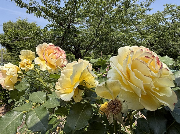 王子バラ園(愛知県春日井工場)2026年5月19日撮影
