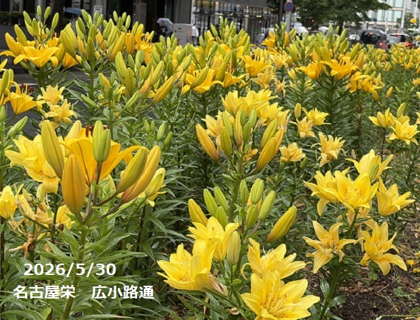 名古屋栄広小路に咲くユリ