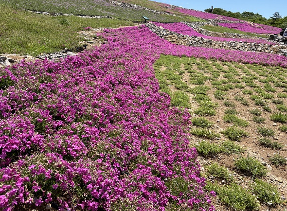 茶臼山高原の芝桜の丘(愛知県)2026年5月29日