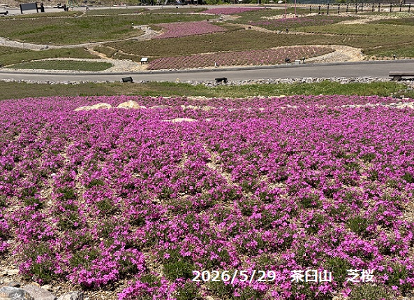 茶臼山高原の芝桜の丘(愛知県)2026年5月29日