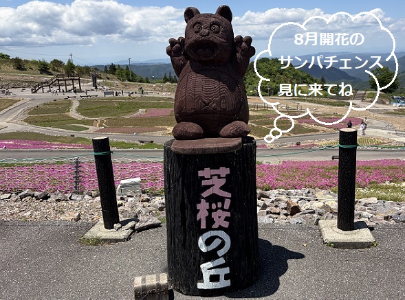 茶臼山高原の芝桜の丘(愛知県)2026年5月29日