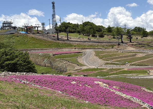 茶臼山高原の芝桜の丘(愛知県)2026年5月29日