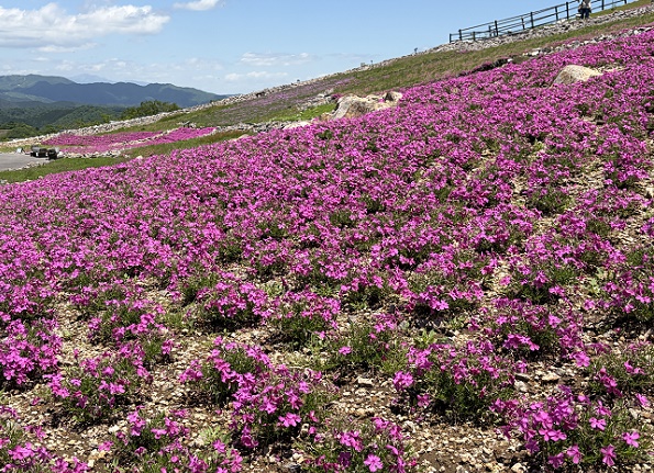 茶臼山高原の芝桜の丘(愛知県)2026年5月29日