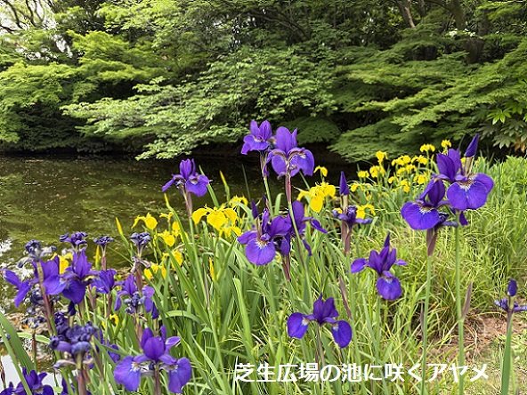 白鳥庭園（名古屋市）2026年5月6日
