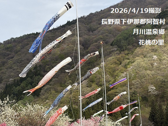 長野県花桃の里のこいのぼり