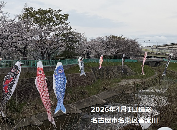 香流川のこいのぼり