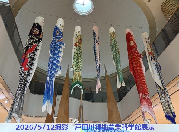 戸田川緑地農業科学館展示のこいのぼり