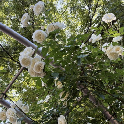 庄内緑地公園（名古屋市西区）2026年5月7日撮影