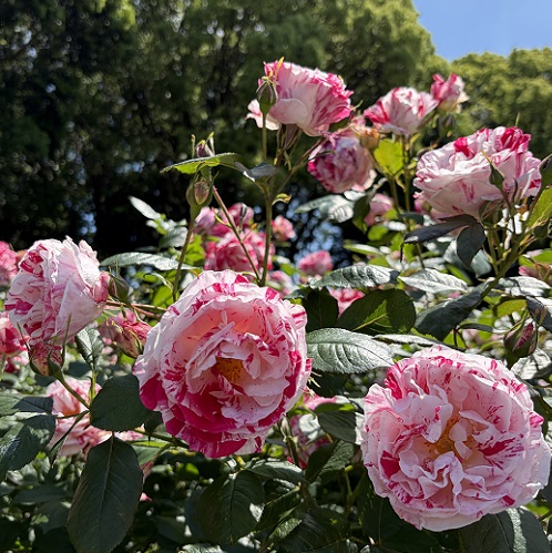 庄内緑地公園（名古屋市西区）2026年5月7日撮影