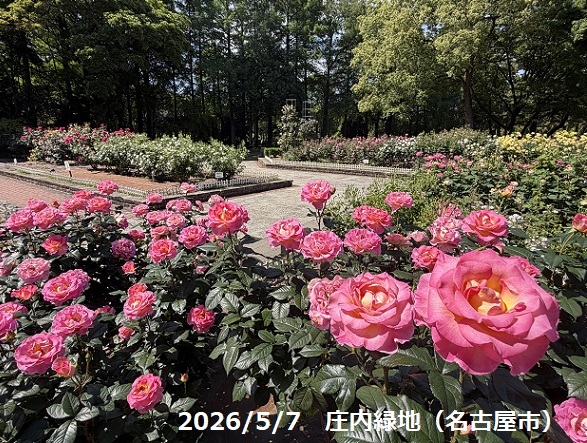庄内緑地公園（名古屋市西区）2026年5月7日撮影