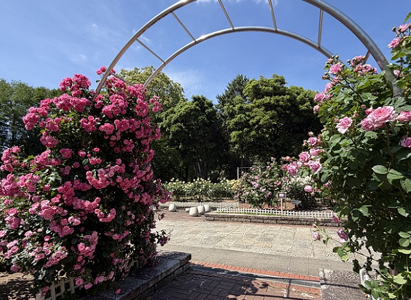 庄内緑地公園（名古屋市西区）2026年5月7日撮影