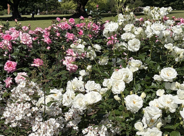 庄内緑地公園（名古屋市西区）2026年5月7日撮影