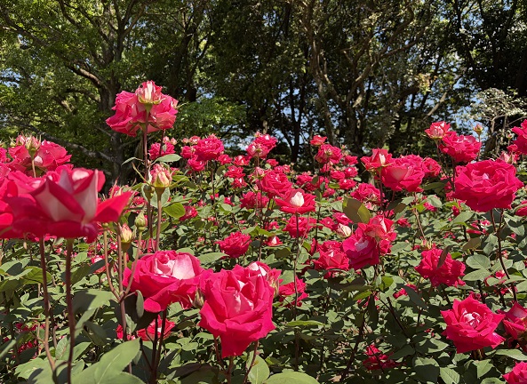 庄内緑地公園（名古屋市西区）2026年5月7日撮影