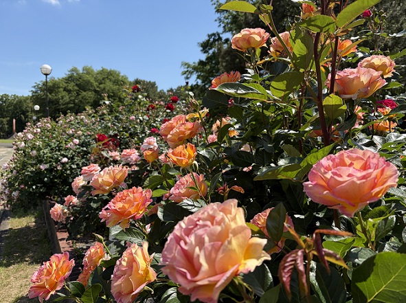 庄内緑地公園（名古屋市西区）2026年5月7日撮影