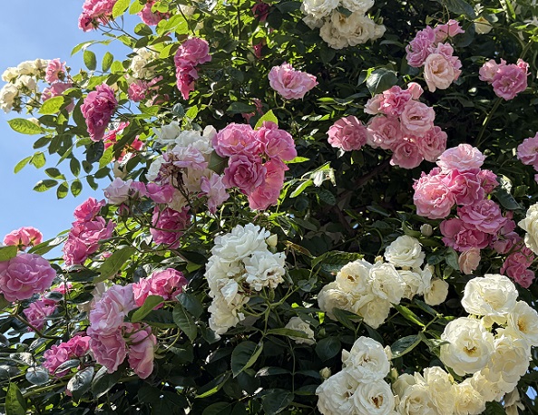 鶴舞公園（名古屋市昭和区）のバラ（2026年5月7日）