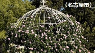鶴舞公園（名古屋市昭和区）のバラ（2026年5月7日）