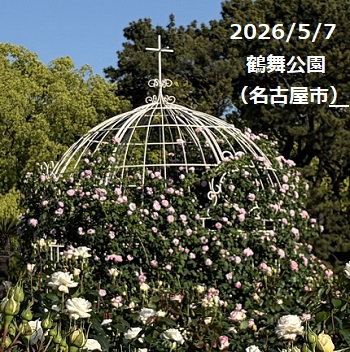 鶴舞公園（名古屋市昭和区）のバラ（2026年5月7日）
