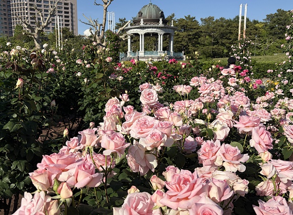 鶴舞公園（名古屋市昭和区）のバラ（2026年5月7日）